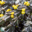 Euphorbia furcata, esemplare in fiore.  (fotografia di prodotti non oggetto di questa offerta, ai soli fini descrittivi)