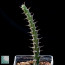 Euphorbia furcata, immagine dell'intero esemplare.