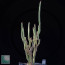 Euphorbia neococcinea, esemplare intero.