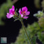 Pelargonium hirtum, particolare dei fiori.