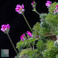 Pelargonium hirtum, esemplare in fiore (fotografia di prodotti non oggetto di questa offerta, ai soli fini descrittivi).
