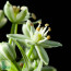 Ornithogalum caudatum, primo piano del fiore.