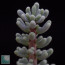 Ceraria namaquensis, particolare dell'apice della pianta.
