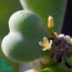 Portulacaria pygmaea, primo piano del fiore.