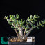 Portulacaria pygmaea, esemplare adulto (fotografia di prodotti non oggetto di questa offerta, ai soli fini descrittivi).