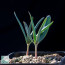 Welwitschia mirabilis, gruppo di piante.