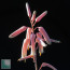 Aloe mcloughlinii, particolare dei fiori.