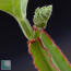 Cissus quadrangularis sp. aff., particolare dell'apice della pianta.