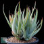 Aloe glauca, esemplare adulto (non è l'oggetto di vendita)