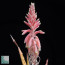 Aloe niebuhriana, dettaglio dell'infiorescenza.
