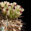 Pachypodium namaquanum, particolare dei fiori (fotografia di prodotti non oggetto di questa offerta, ai soli fini descrittivi).