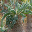 Pachypodium namaquanum, particolare dell'apice della pianta (fotografia di prodotti non oggetto di questa offerta, ai soli fini descrittivi).