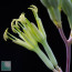 Agave nizandensis, particolare dei fiori.