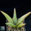 Aloe dumetorum, esemplare intero.