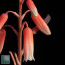 Aloe inexpectata, particolare dei fiori.