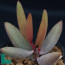 Adromischus marianae var. kubusensis, immagine dell'intero esemplare.