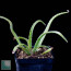 Aloe belavenokensis, immagine dell'intero esemplare.