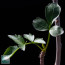 Bursera fagaroides, particolare delle foglie.