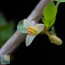Bursera fagaroides, particolare dei fiori.