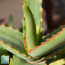Aloe camperi, particolare dell'apice della pianta.  (fotografia di prodotti non oggetto di questa offerta, ai soli fini descrittivi)