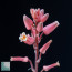 Aloe boiteaui, particolare dei fiori.