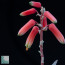Aloe antandroi, dettaglio dell'infiorescenza.
