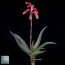 Aloe antandroi, particolare dell'apice della pianta.