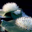 Massonia hirsuta, gruppo di piante (fotografia di prodotti non oggetto di questa offerta, ai soli fini descrittivi).