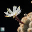 Pygmaeocereus familiaris, primo piano del fiore.  (fotografia di prodotti non oggetto di questa offerta, ai soli fini descrittivi)