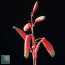 Aloe fleuretteana, particolare dei fiori.