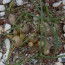 Drimia uniflora, gruppo di piante.