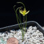 Ornithogalum osmynellum, immagine dell'intero esemplare.