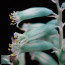 Lachenalia viridiflora, particolare dei fiori.