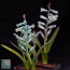 Lachenalia viridiflora, gruppo di piante.
