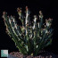 Euphorbia knuthii, esemplare adulto.  (fotografia di prodotti non oggetto di questa offerta, ai soli fini descrittivi)