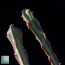 Euphorbia fluminis, particolare dell'apice della pianta.