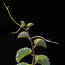 Cissus rotundifolia, particolare dell'apice della pianta.