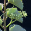 Cissus rotundifolia, dettaglio dell'infiorescenza.