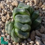 Haworthia truncata cv. Porky, immagine dell'intero esemplare.