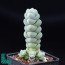 Crassula plegmatoides, immagine dell'intero esemplare.