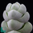 Crassula plegmatoides, particolare dell'apice della pianta.