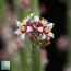 Euphorbia antisiphylitica, esemplare in fiore.  (fotografia di prodotti non oggetto di questa offerta, ai soli fini descrittivi)