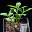 Euphorbia heterodoxa, esemplare intero.