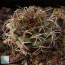 Gymnocalycium marekiorum, immagine dell'intero esemplare.