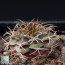 Gymnocalycium marekiorum, immagine dell'intero esemplare.