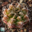 Gymnocalycium marekiorum ssp. sanjoseanum, immagine dell'intero esemplare.