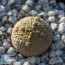 Pseudolithos migiurtinus, esemplare intero.