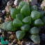 Haworthia turgida f. suberecta, immagine dell'intero esemplare.