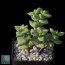 Crassula rupestris, esemplare intero.