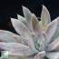 Echeveria tolimanensis, particolare dell'apice della pianta.